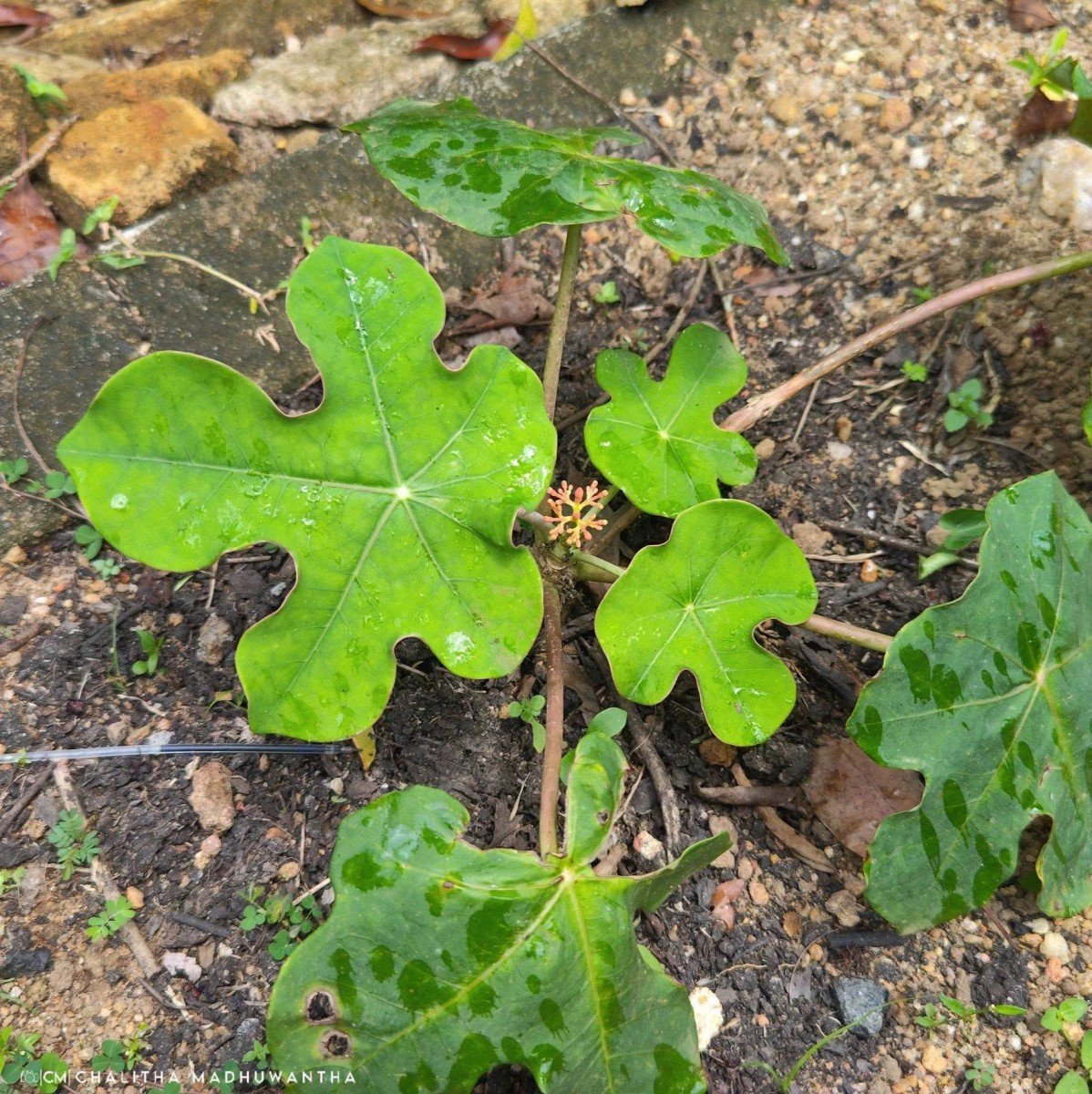 Jatropha podagrica Hook.