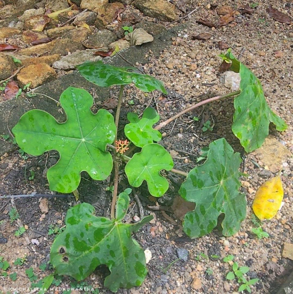Jatropha podagrica Hook.