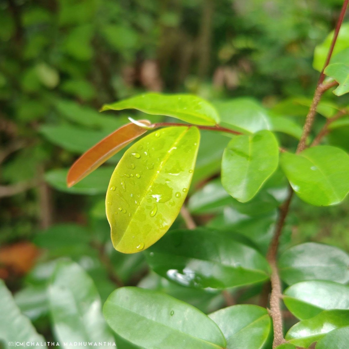 Polyalthia suberosa (Roxb.) Thwaites