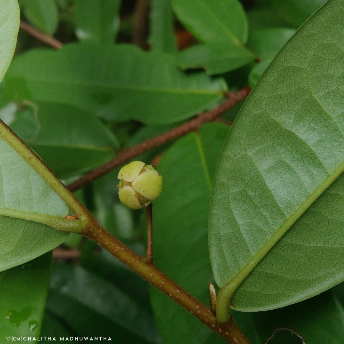 Polyalthia suberosa (Roxb.) Thwaites