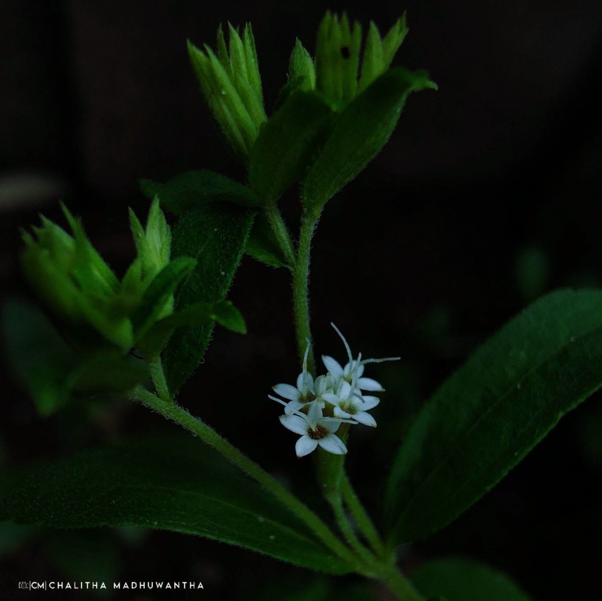Stevia rebaudiana (Bertoni) Bertoni