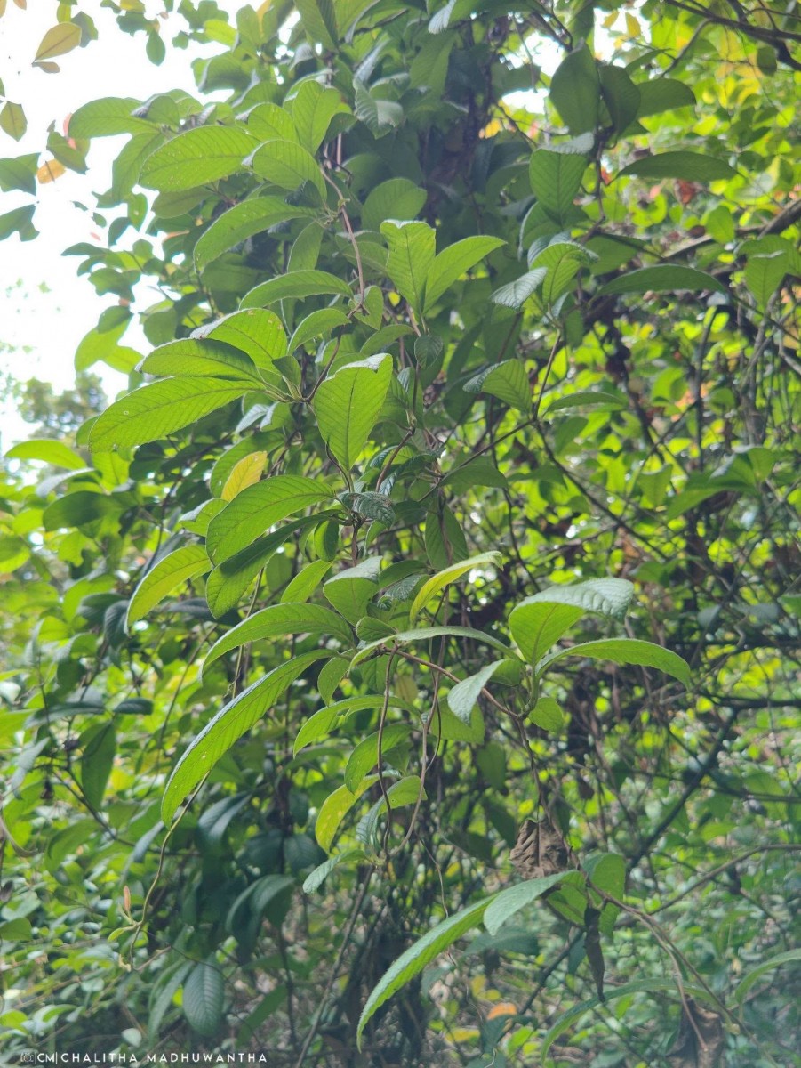 Tetracera sarmentosa (L.) Vahl