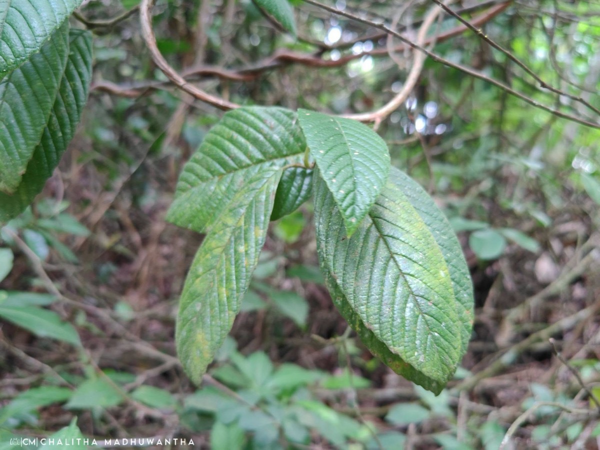Tetracera sarmentosa (L.) Vahl