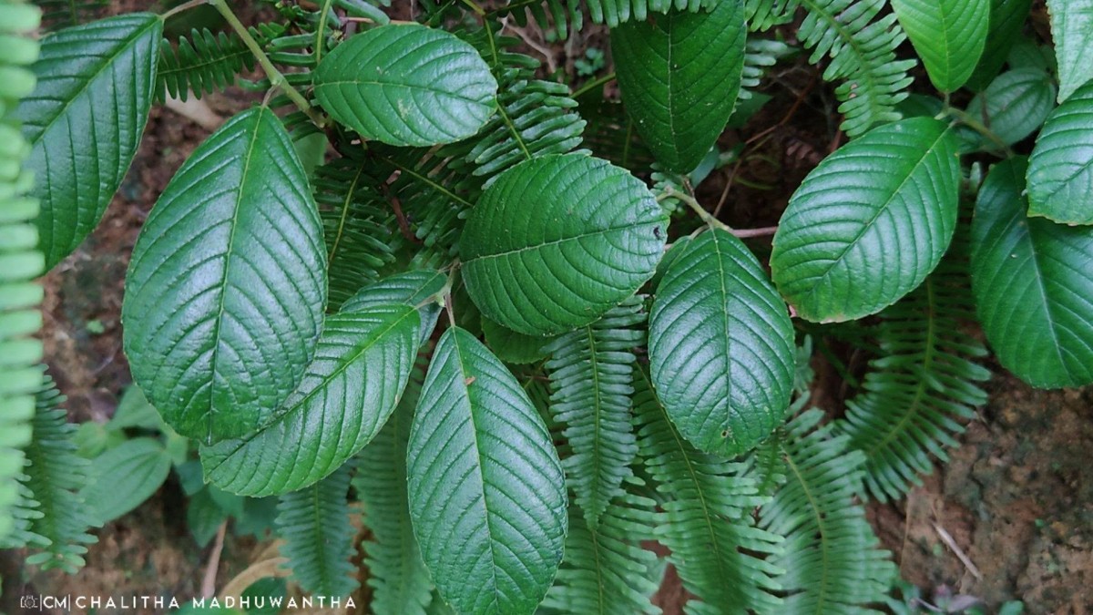 Tetracera sarmentosa (L.) Vahl