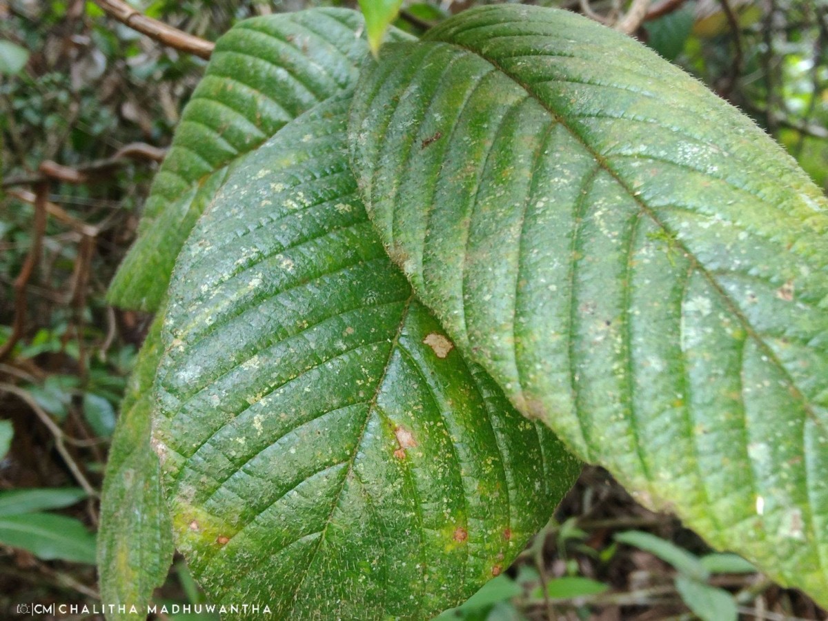 Tetracera sarmentosa (L.) Vahl