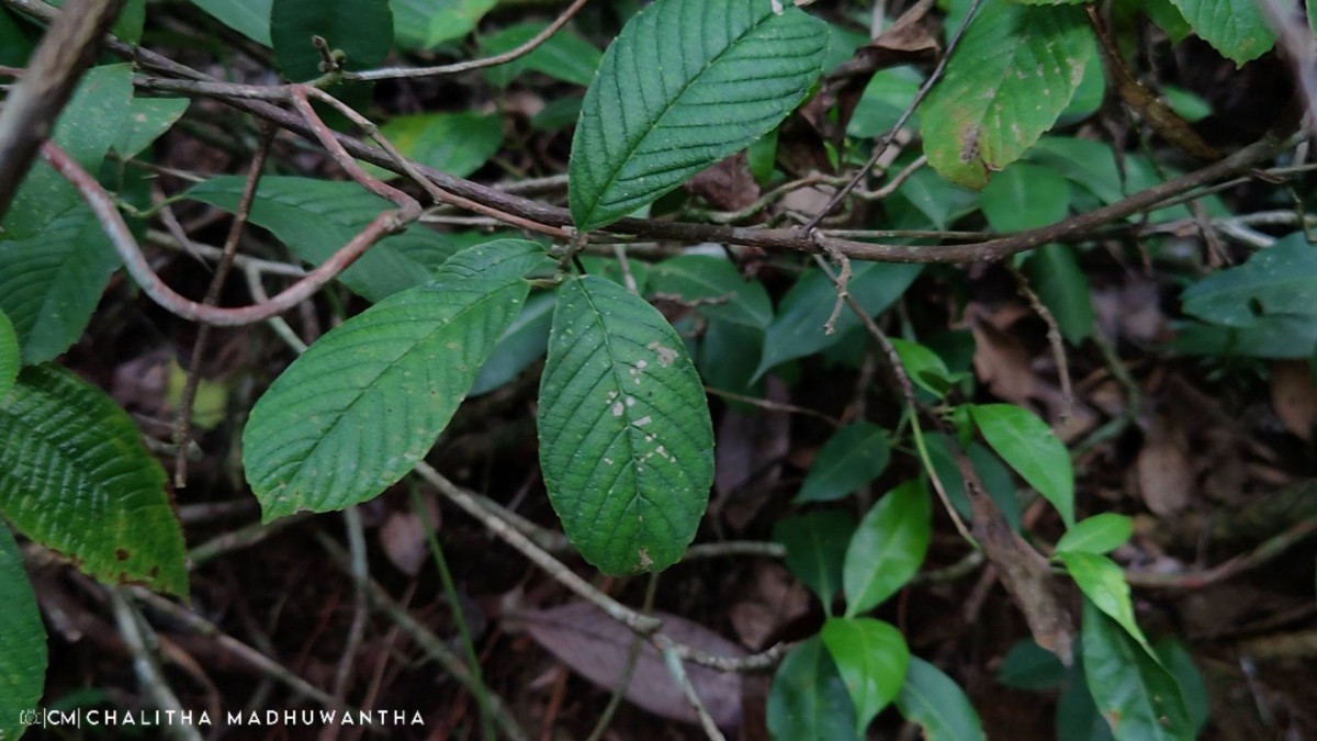 Tetracera sarmentosa (L.) Vahl