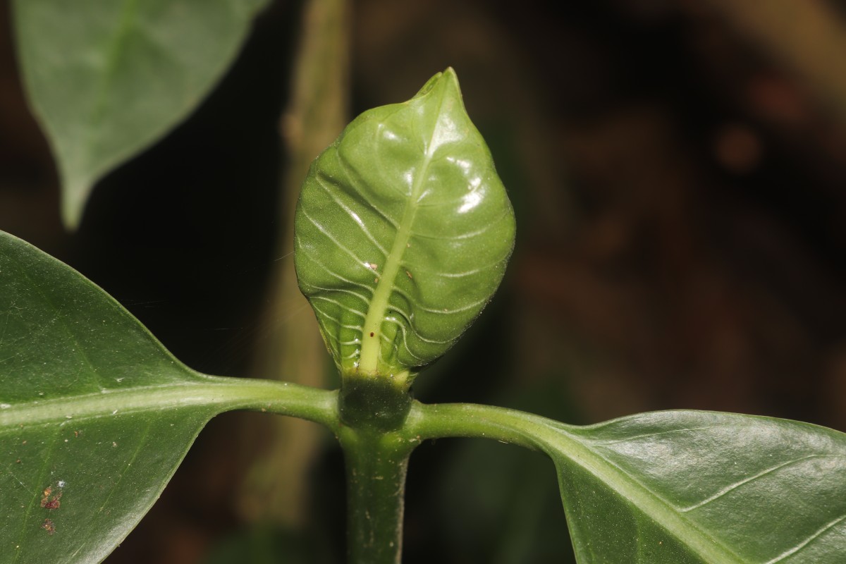 Morinda citrifolia L.
