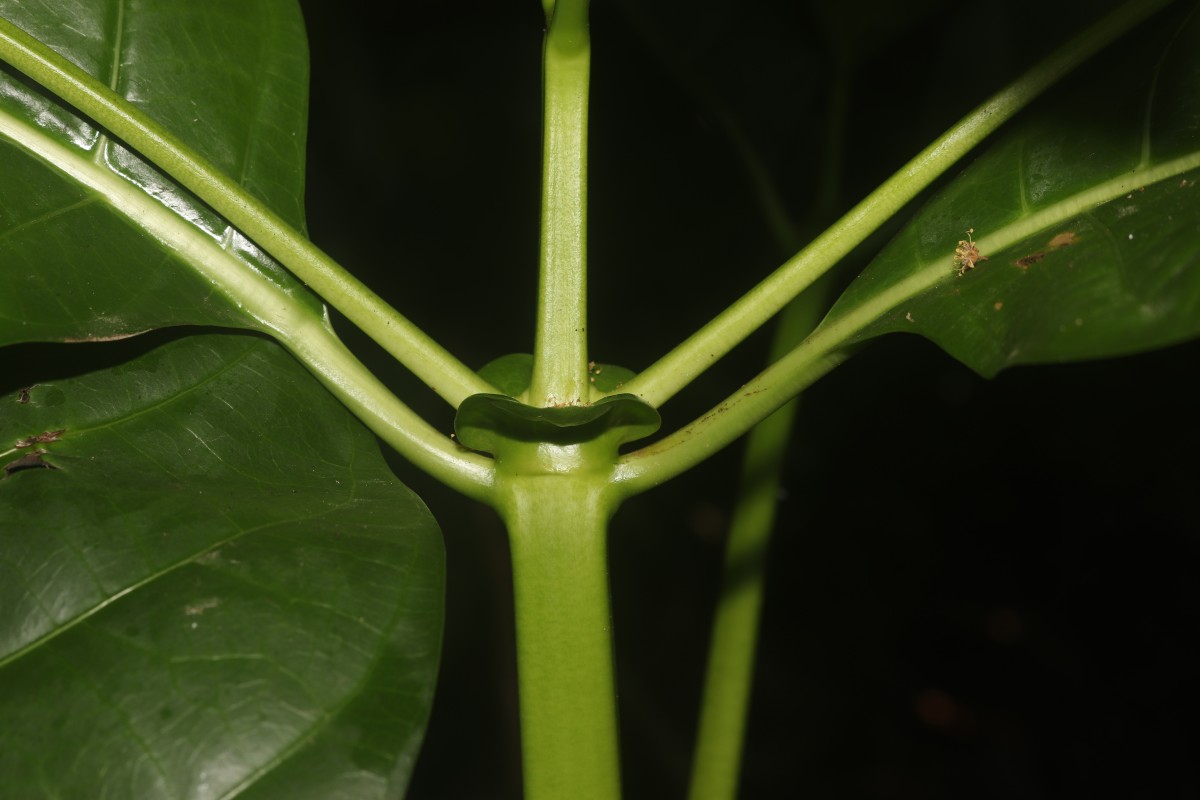 Morinda citrifolia L.