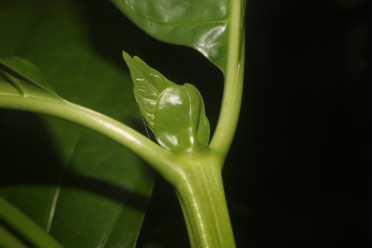 Morinda citrifolia L.