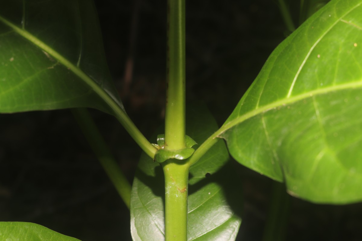 Morinda citrifolia L.