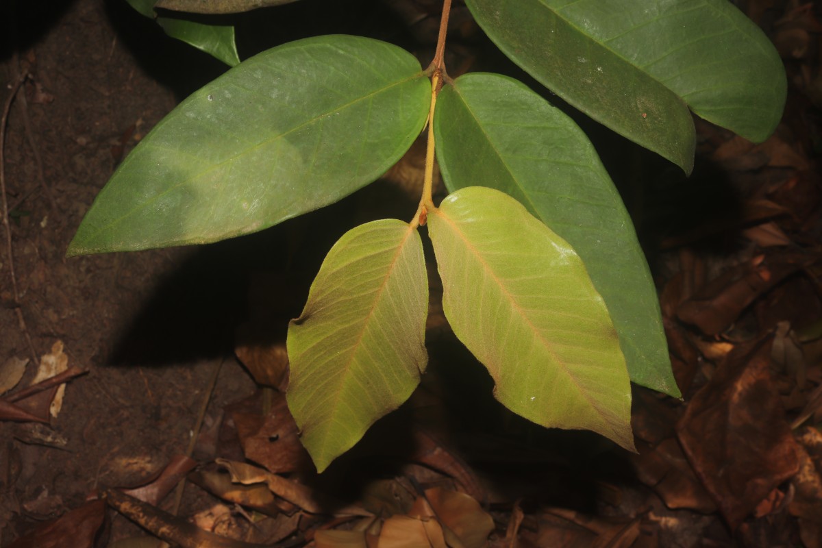 Eugenia haeckeliana Trimen
