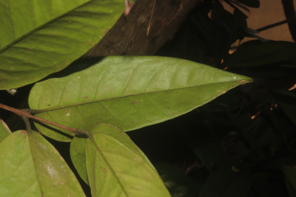 Eugenia haeckeliana Trimen