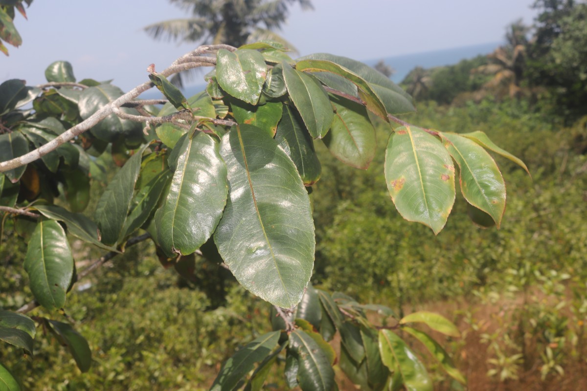 Ochna jabotapita L.