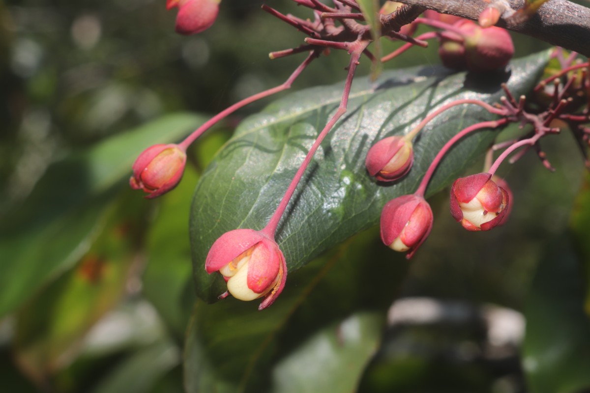 Ochna jabotapita L.