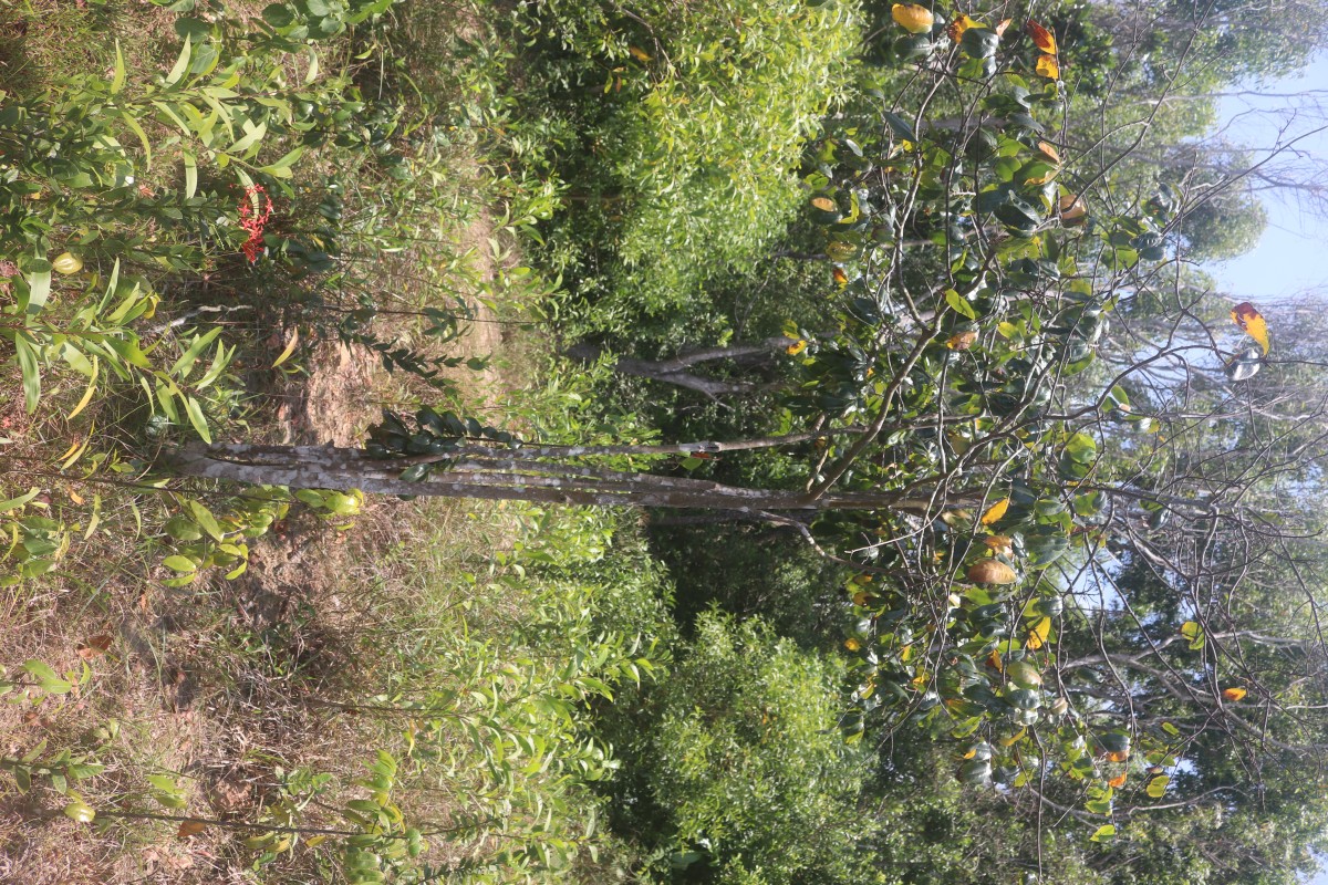 Ochna jabotapita L.