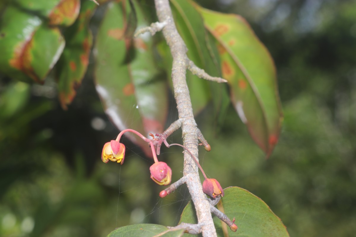Ochna jabotapita L.