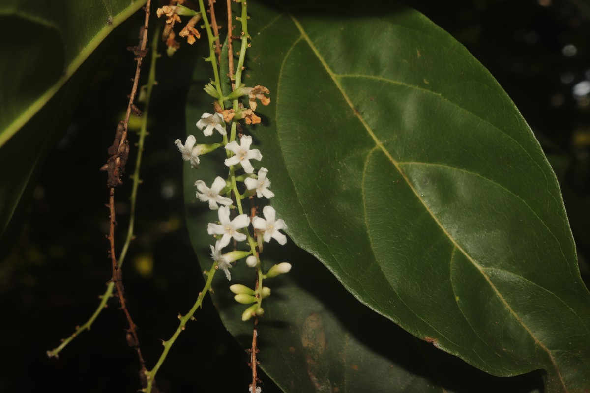 Citharexylum spinosum L.
