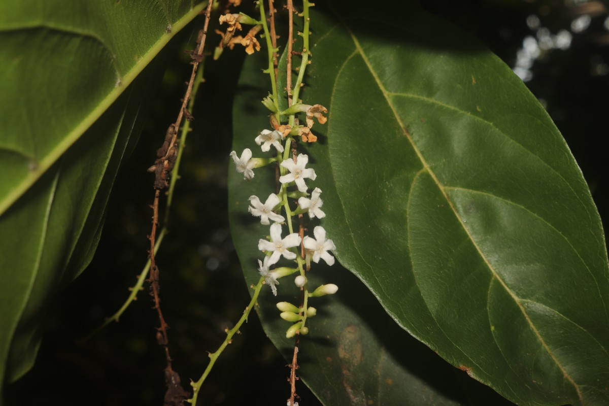 Citharexylum spinosum L.