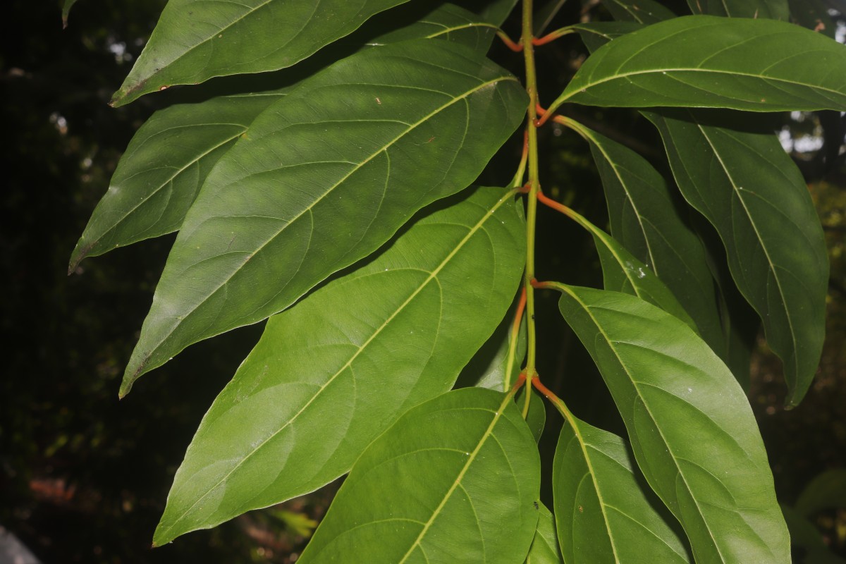 Citharexylum spinosum L.