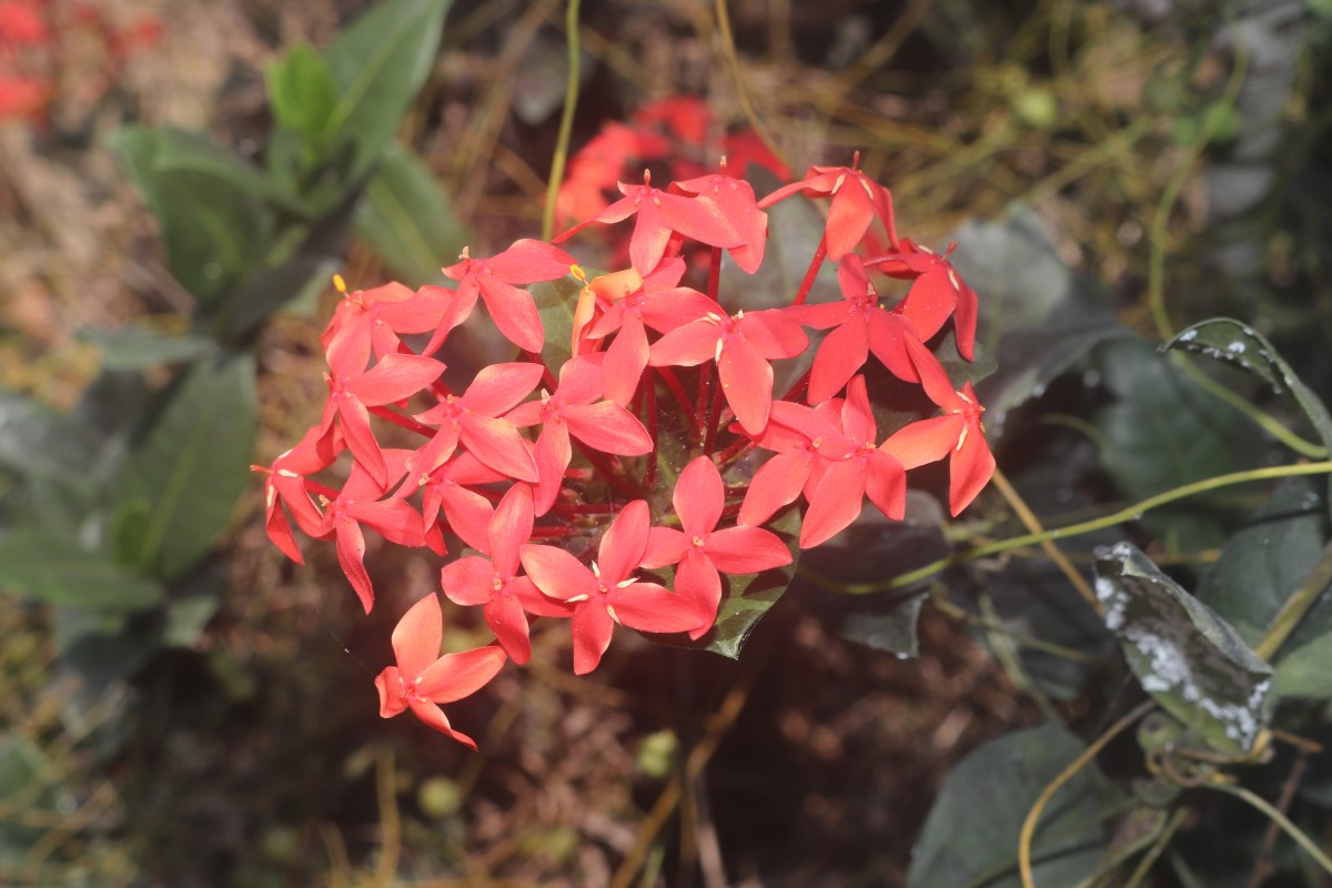Ixora coccinea L.