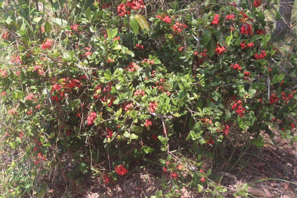 Ixora coccinea L.
