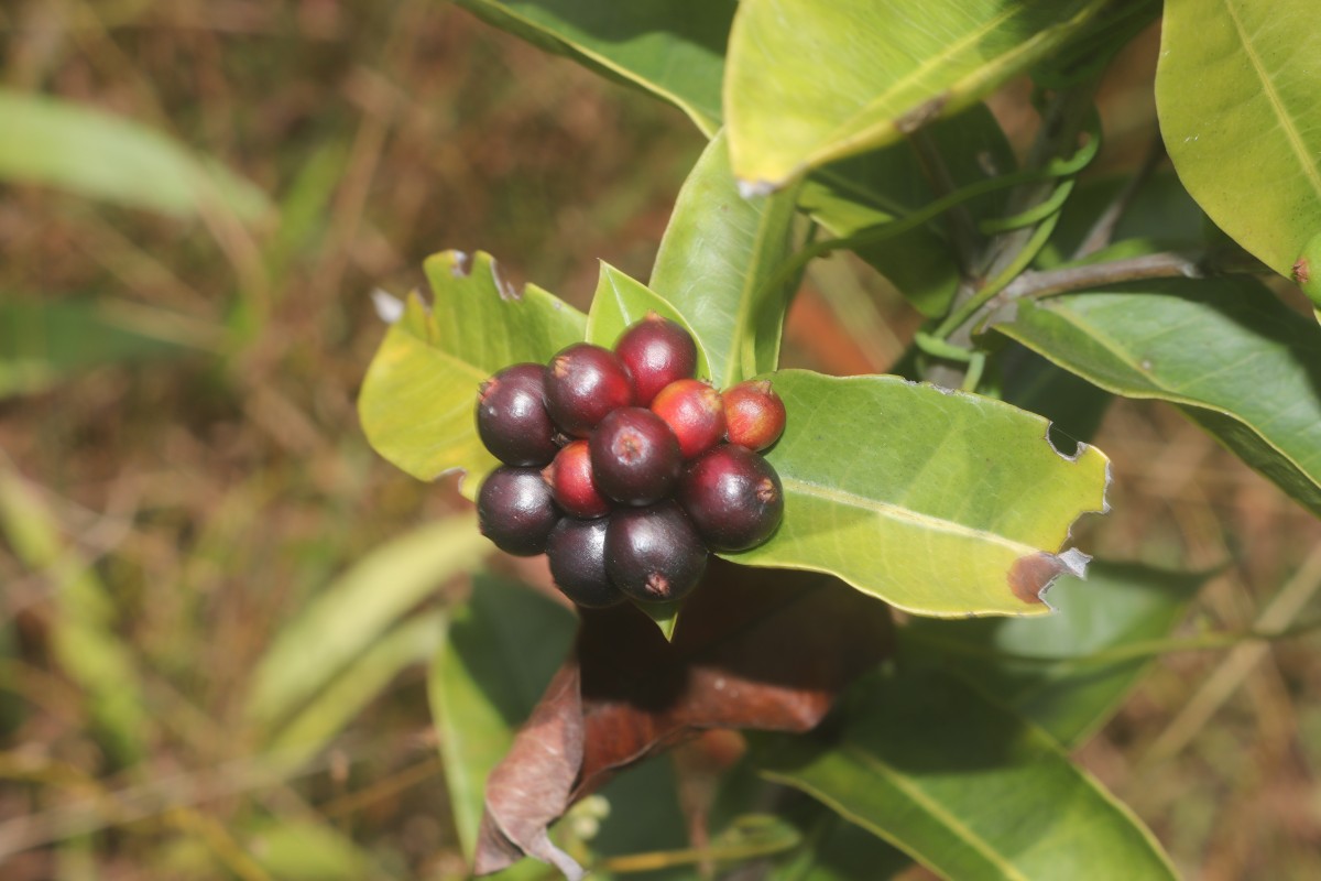 Ixora coccinea L.