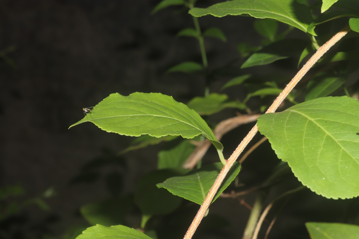 Celastrus paniculatus Willd.