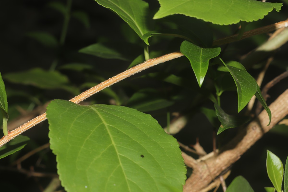 Celastrus paniculatus Willd.
