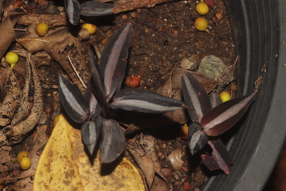 Zeuxine reginasilvae Ormerod