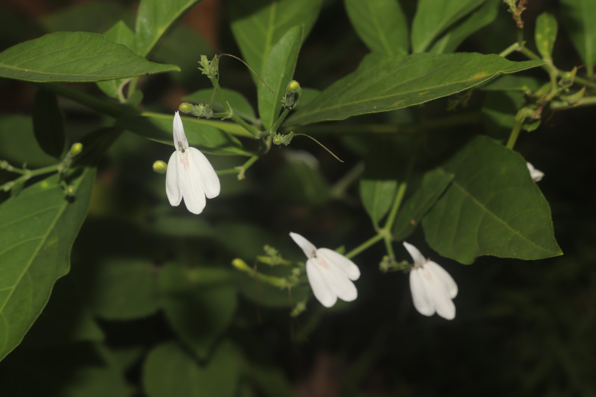 Rhinacanthus nasutus (L.) Kurz