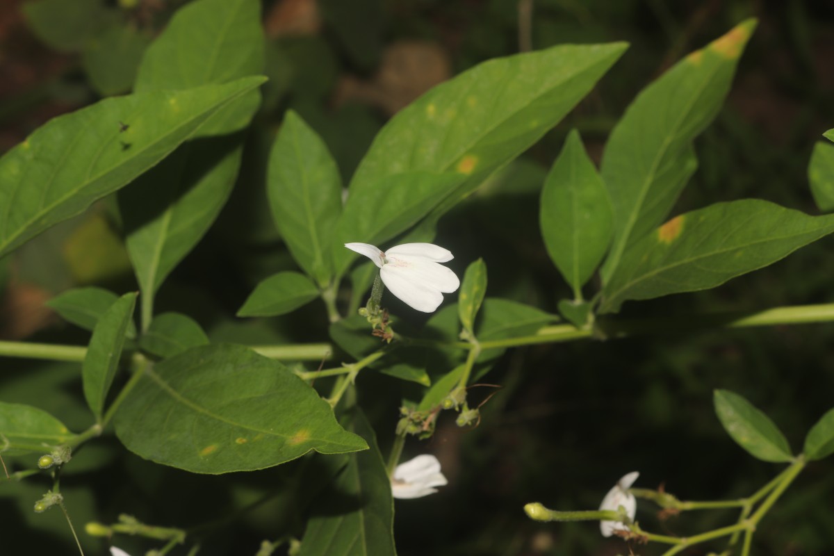 Rhinacanthus nasutus (L.) Kurz