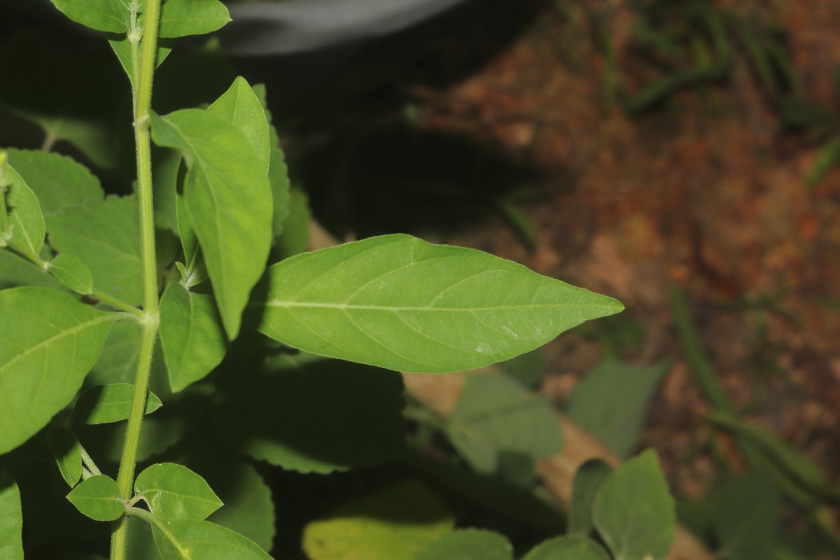 Rhinacanthus nasutus (L.) Kurz