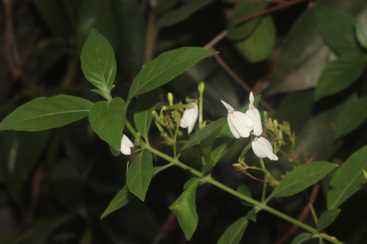 Rhinacanthus nasutus (L.) Kurz
