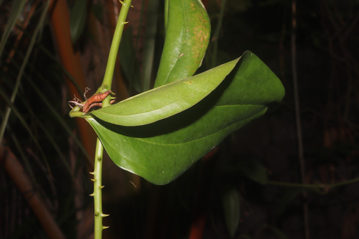 Smilax perfoliata Lour.