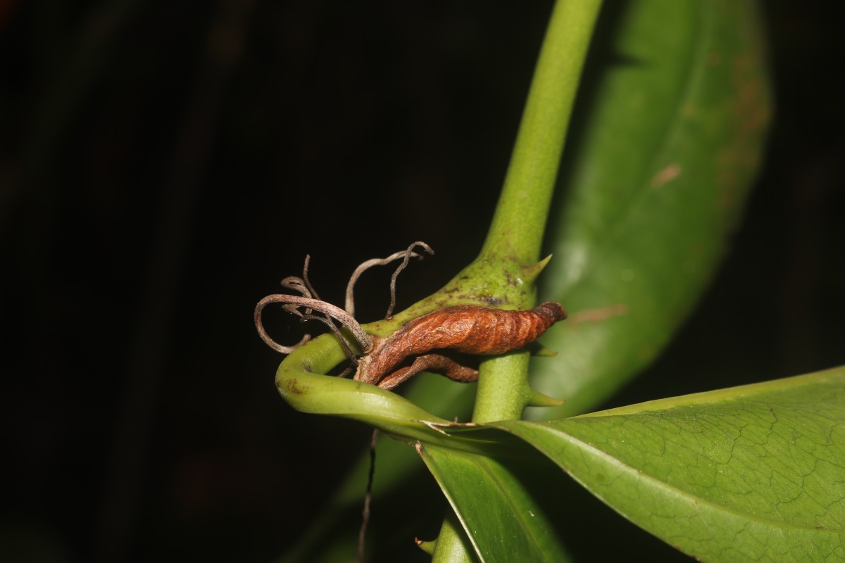 Smilax perfoliata Lour.