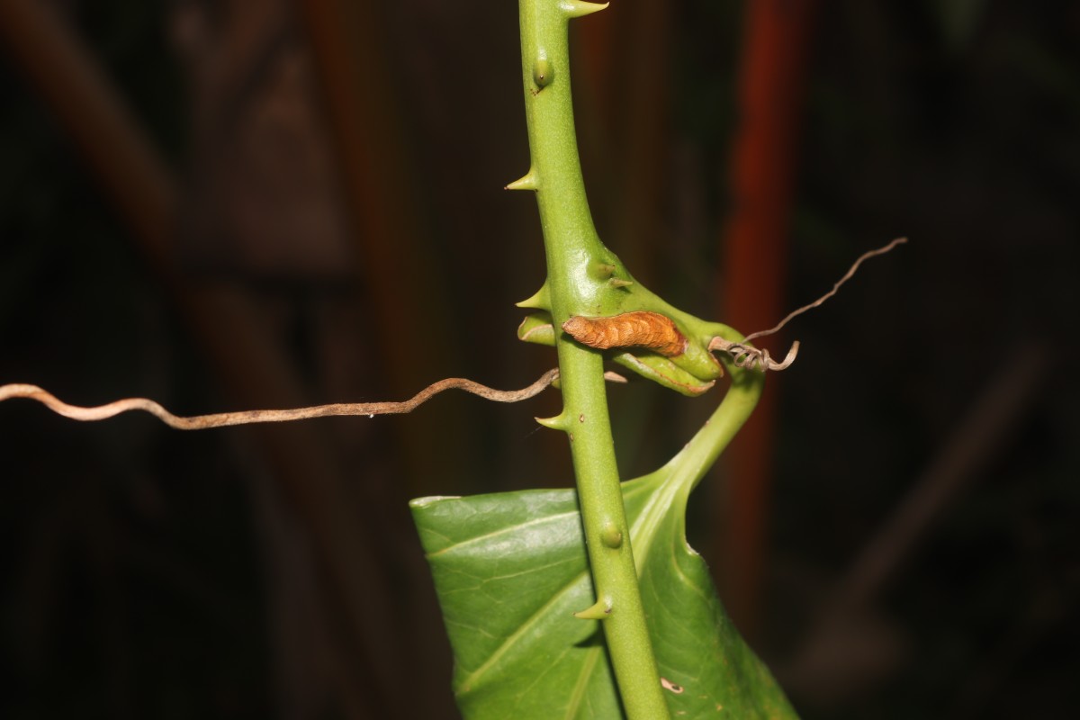 Smilax perfoliata Lour.