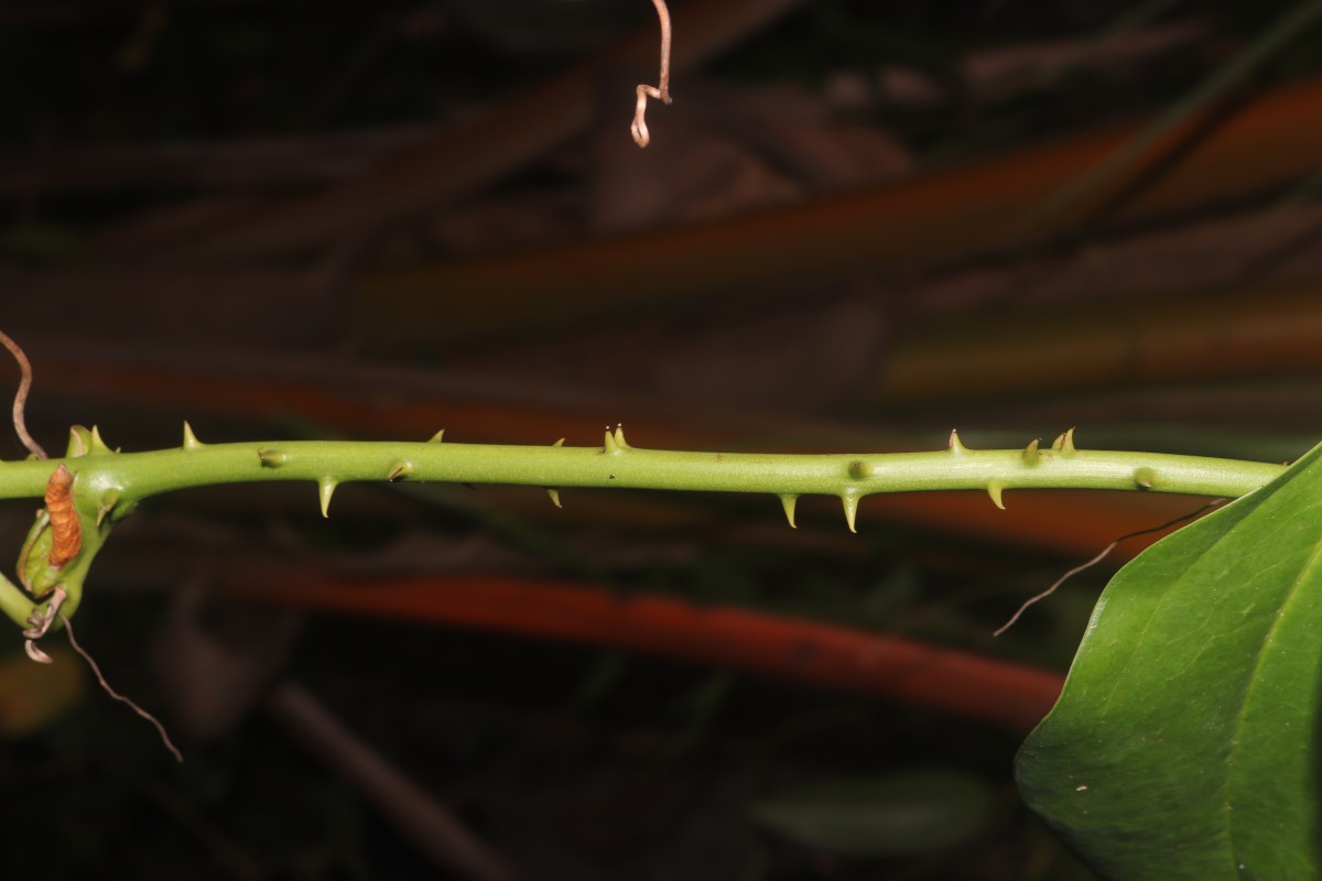 Smilax perfoliata Lour.