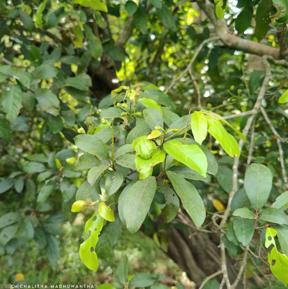Mallotus fuscescens (Thwaites) Müll.Arg.
