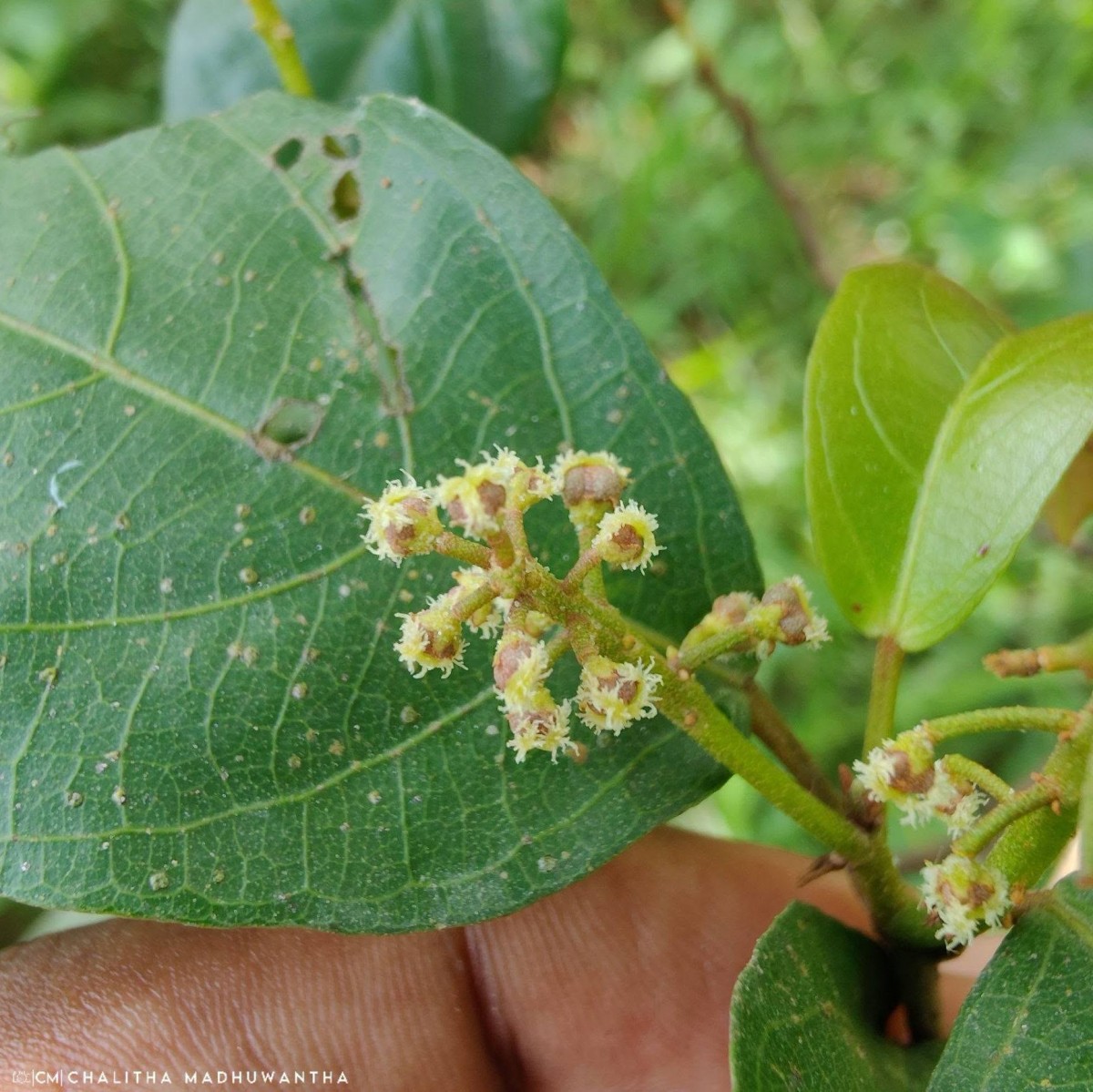 Mallotus fuscescens (Thwaites) Müll.Arg.