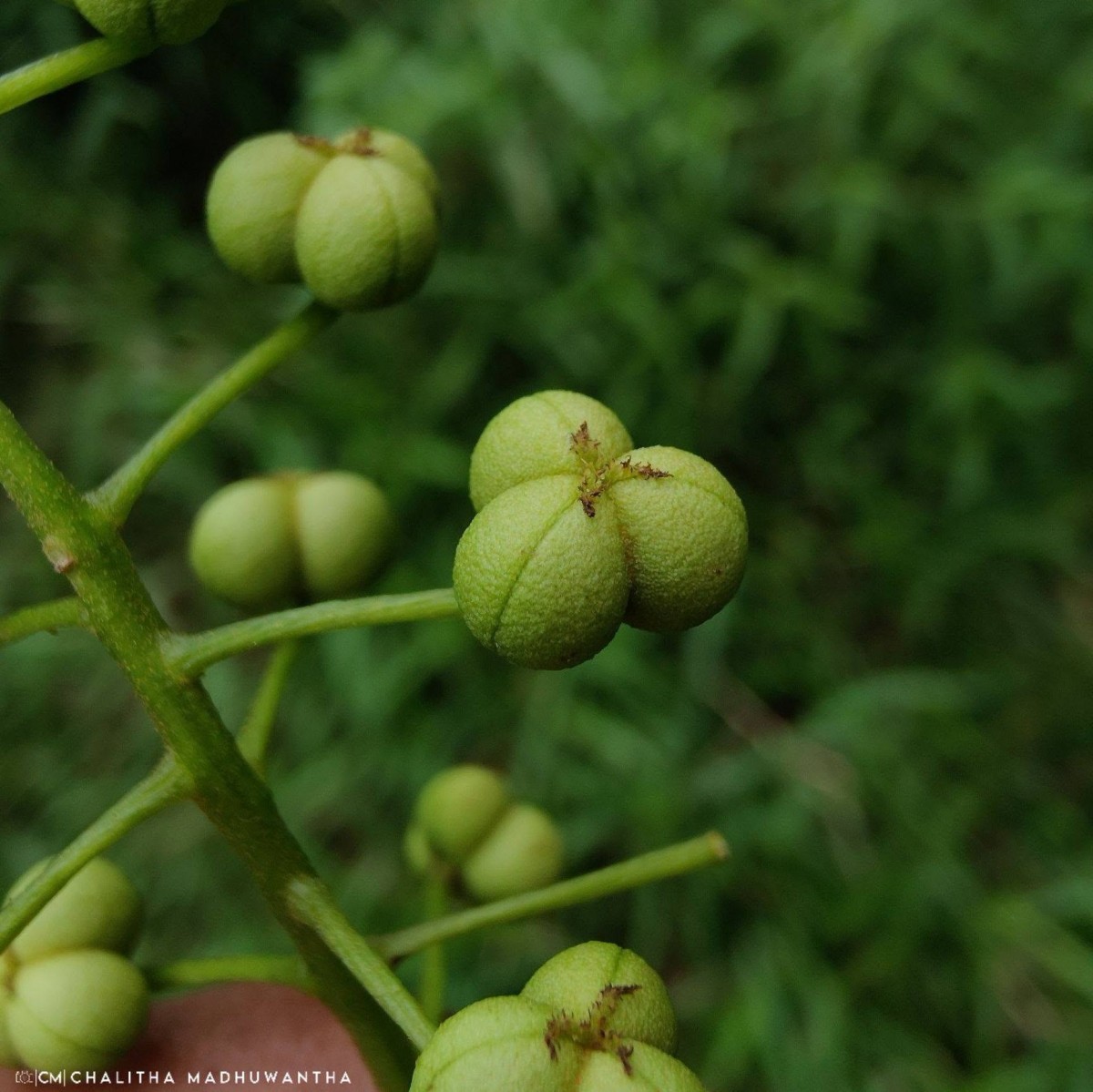 Mallotus fuscescens (Thwaites) Müll.Arg.