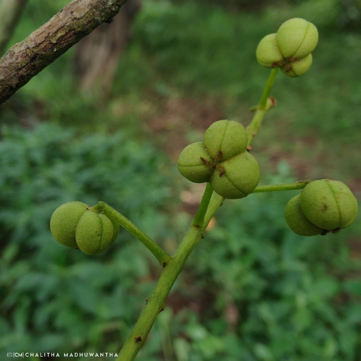 Mallotus fuscescens (Thwaites) Müll.Arg.