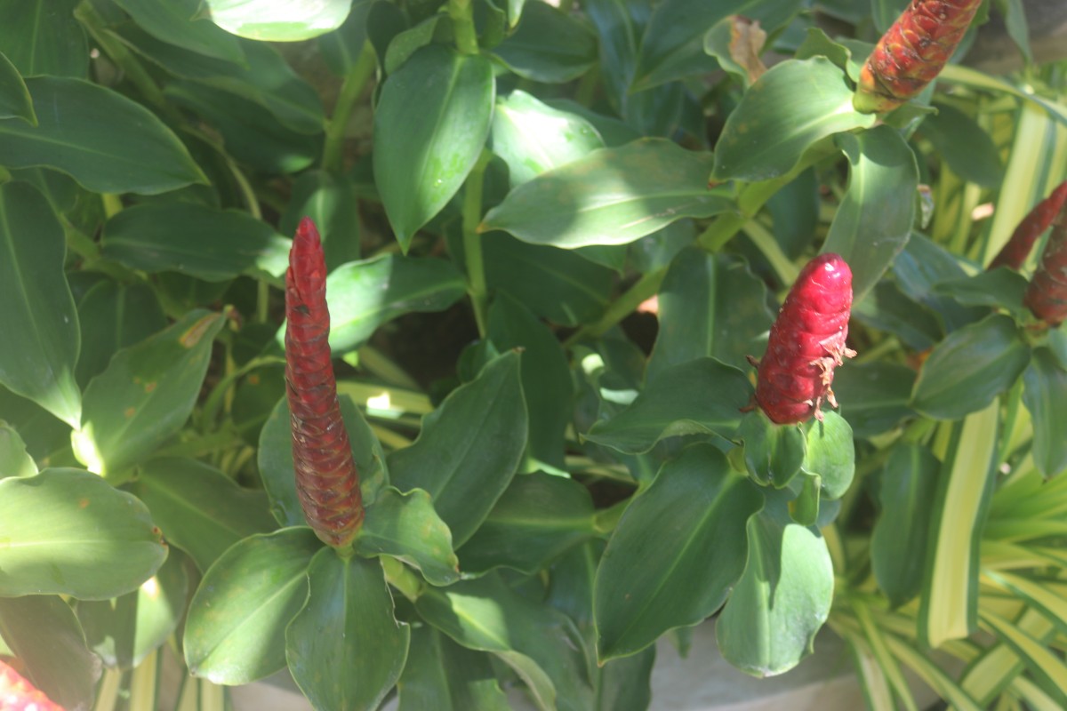 Costus woodsonii Maas
