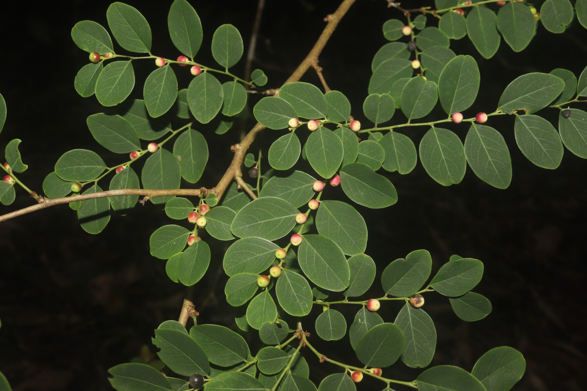 Phyllanthus vitis-idaea (Burm.f.) J.Koenig ex Roxb.