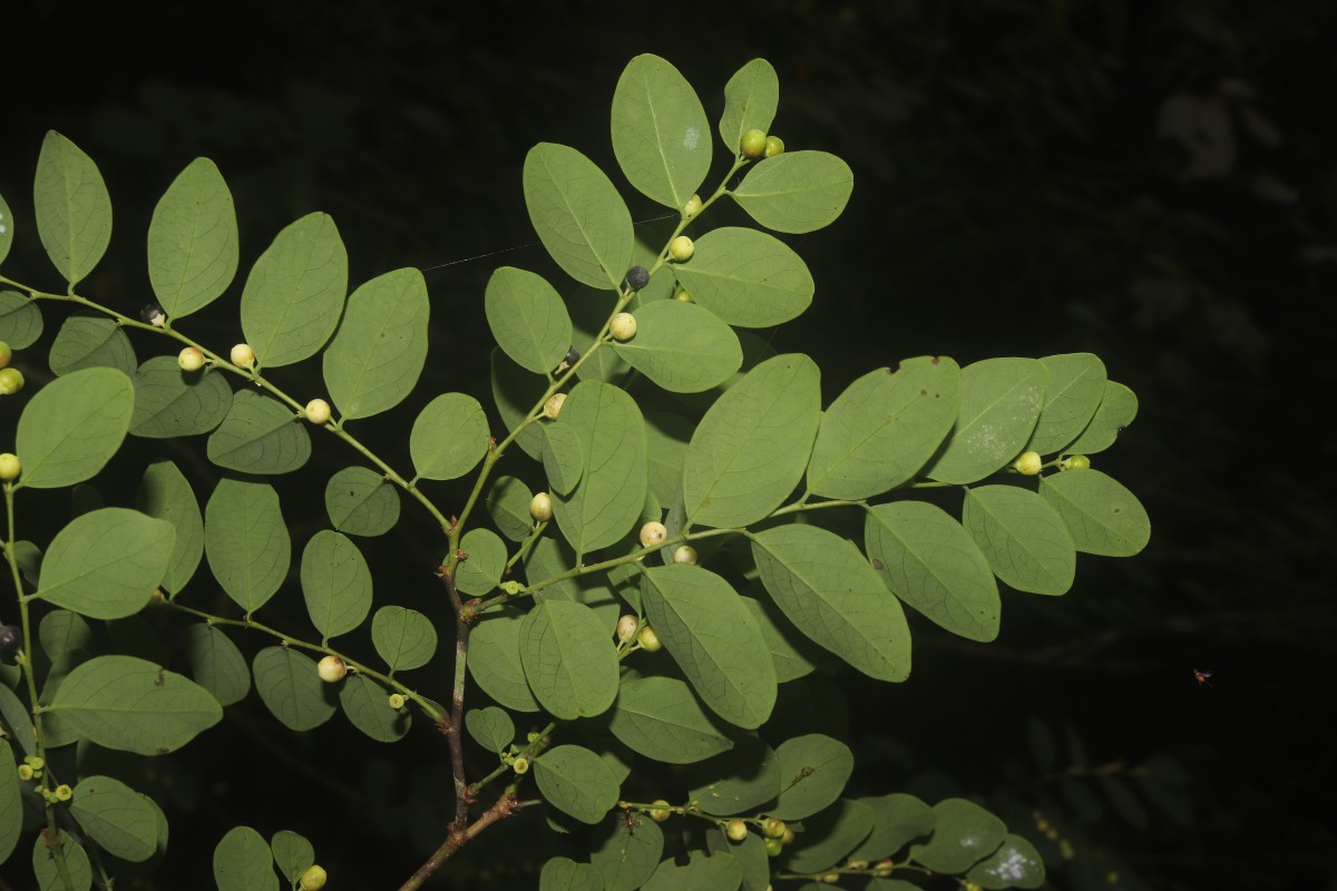 Phyllanthus vitis-idaea (Burm.f.) J.Koenig ex Roxb.