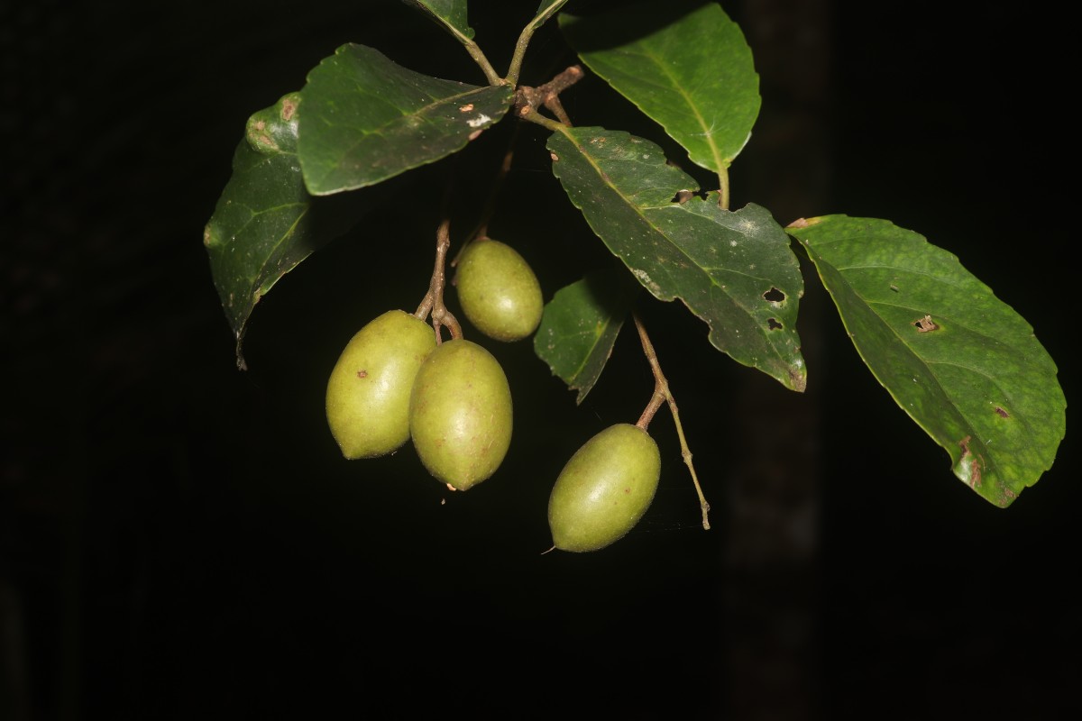 Elaeocarpus serratus L.