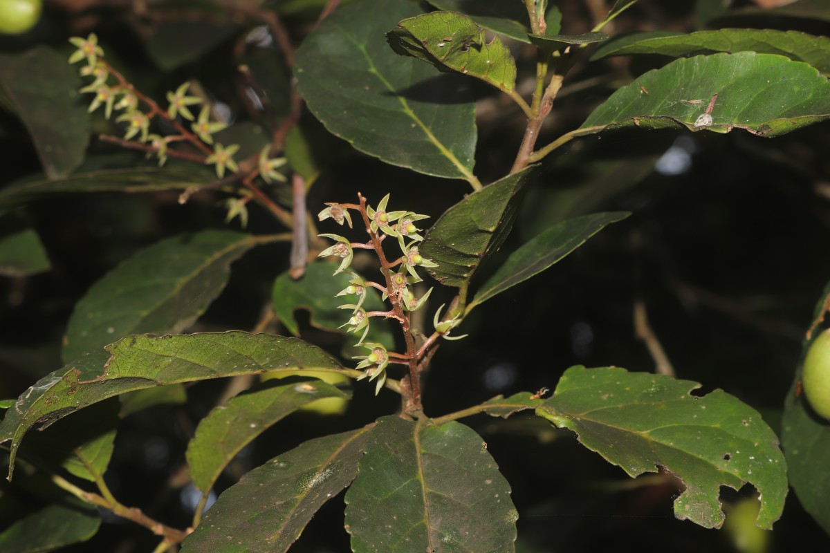 Elaeocarpus serratus L.