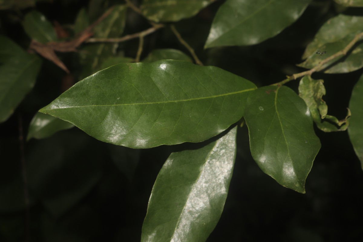 Miliusa zeylanica Gardner ex Hook.f. & Thomson