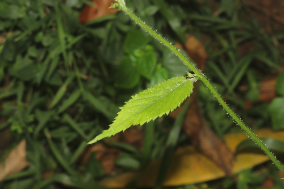Tragia involucrata L.