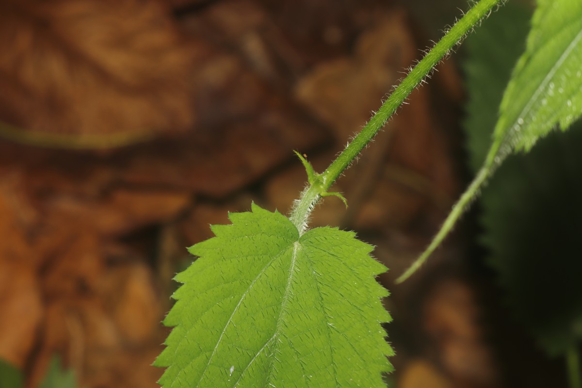 Tragia involucrata L.