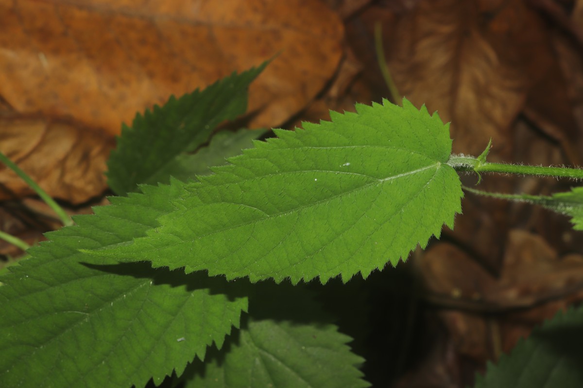 Tragia involucrata L.